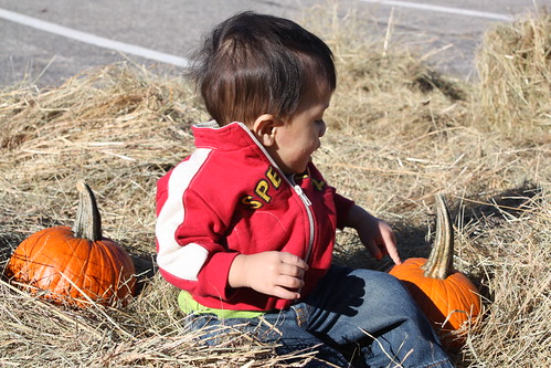 Little Jev with pumpkin