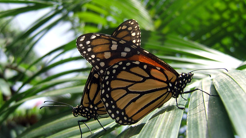 monarch pair