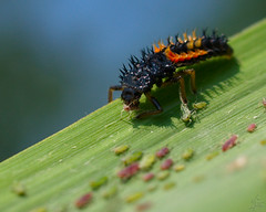 Ladybug larva / Larve de Coccinelle