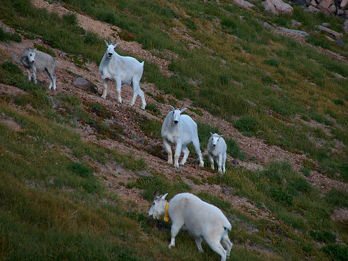 37-Mountain Goats Collar