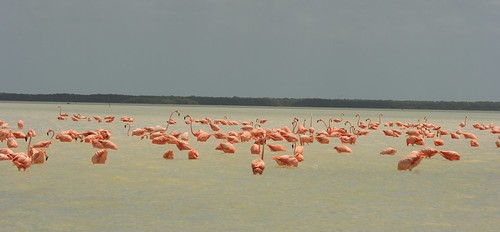 lots Flamingos