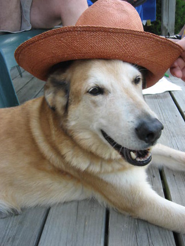 Ugens hund med hat på