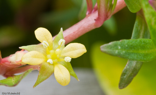 Ludwigia Flower
