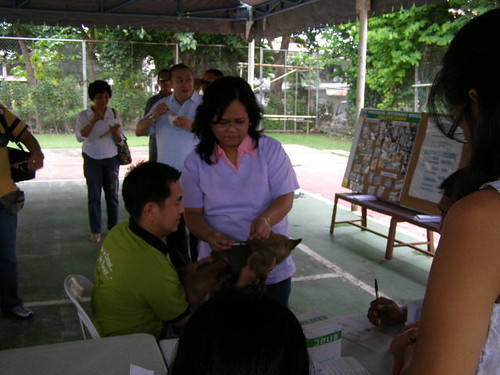 The Provincial Veterinarian at work while the Governor and his staff observe the activities.