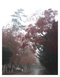 奈良公園旁街道。下雨。有霧。夢幻古城！