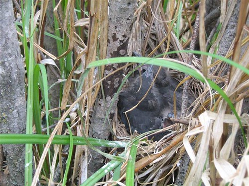 common grackle egg. Common Grackle nest