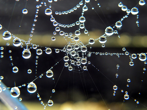 Cobweb closeups