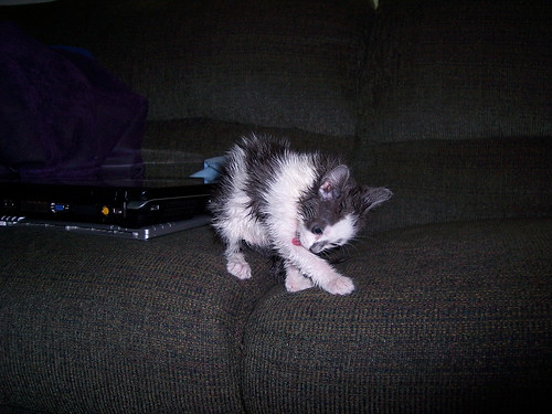 the grey and white kitten, drying herself after a bath
