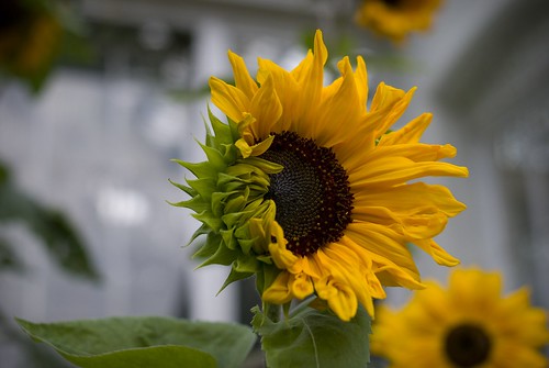 Imperfect Sunflower, Kew Gardens