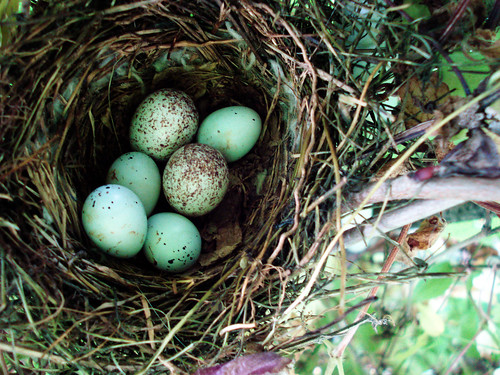 Nest ,June 5