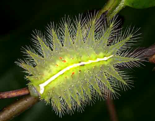 619304713 bf685f41dd Photogenic Caterpillars and Other Fascinating Insects of the Thai Forest