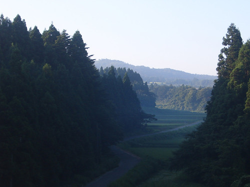 morning forest Japan Noto