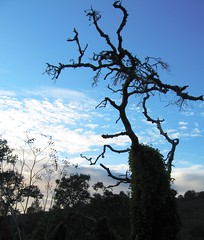 My favorite tree in Santa Cruz by Clareify
