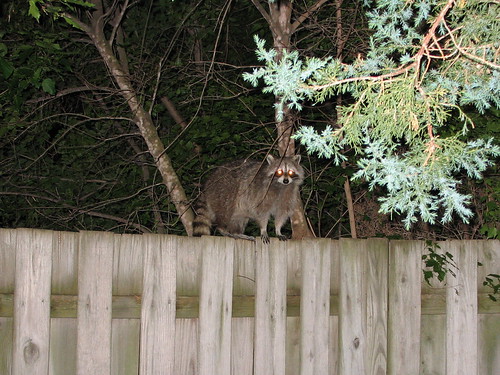 Mama coon calling her 3 babies
