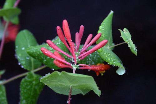 Dropmore Scarlet Honeysuckle bloom