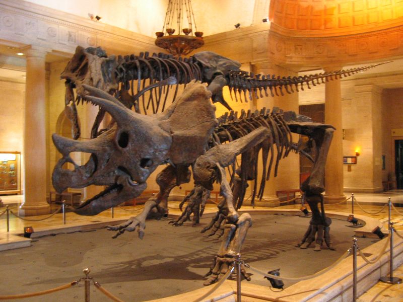 Dino Bones