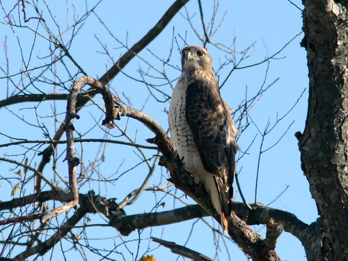 Red-tailed Hawk 20101102