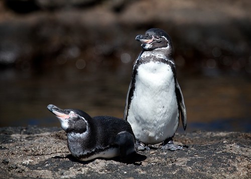 Galapagos Penguin by webgoers