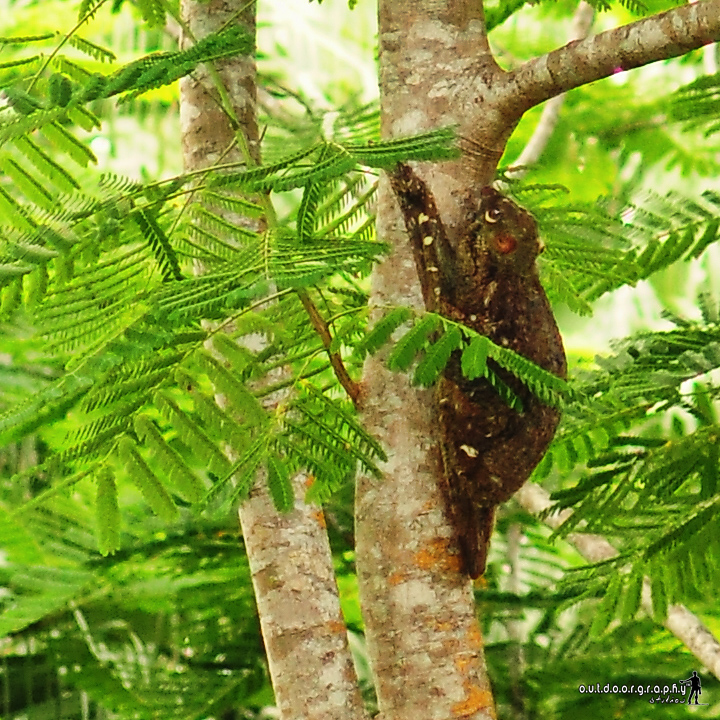 Colugo | Flying Lemur (by Sir Mart Outdoorgraphy™)