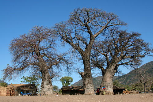 Baobabs on the Beach