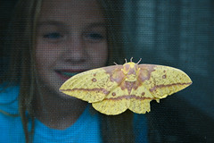 Friend of Moths - by capn madd matt