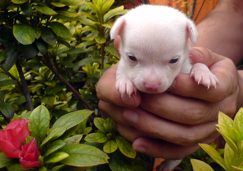 cute chihuahua puppies pictures. these Chihuahua puppies!