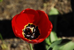 Red Tulip Heart