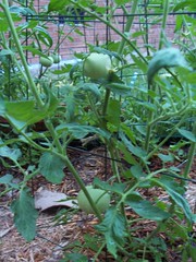 first green tomatoes 06/07