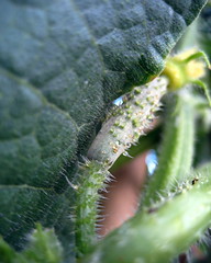 garden #2704: the tiniest cucumber