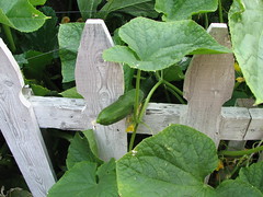 Cuke - Almost Ready to Pick