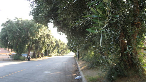 76 Mature Olive Trees