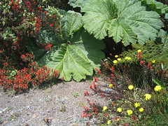 Vulcan Irazu, Plants and Flowers