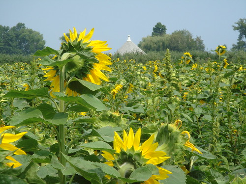 Longing Sunflower
