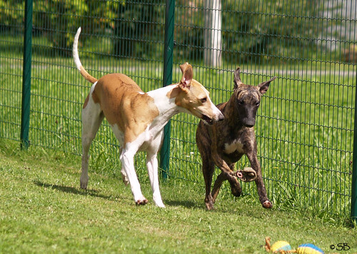 Besuch in Bludesch: Whippets Nisha, Amy