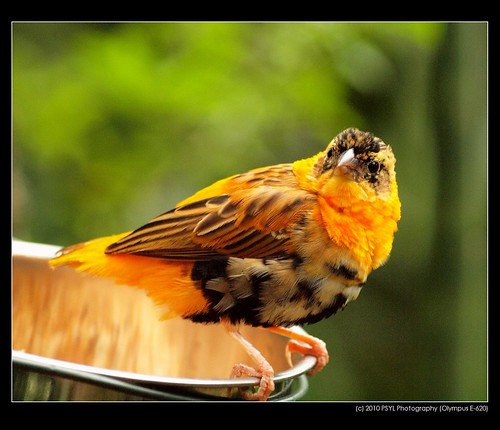 Orange Bishop Weaver Finch (Euplectes orix francisciana)