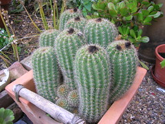 Nikon - Cactus