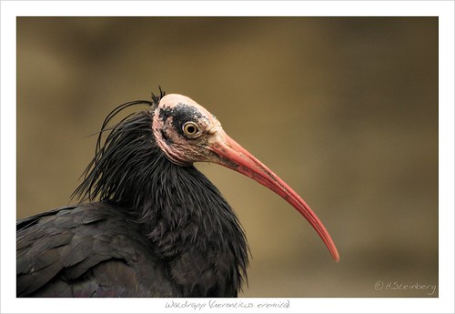 Горный ибис - Geronticus eremit - Waldrapp or Northern Bald Ibis