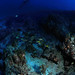 Palm Beach SCUBA Diving