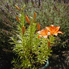 garden lillies 1