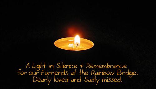 A Light in Silence &Remembrance