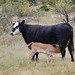 Mama heifer and calf