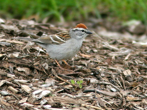 Chipping Sparrow 20100515