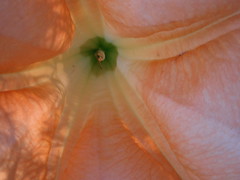 orange and pink flower