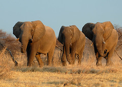 Elephants Rushing to Waterhole #1, Nxai Pan, Botswana