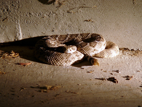 Rattlesnake (photo2of4)