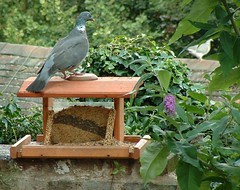 Pigeon spying pigeon