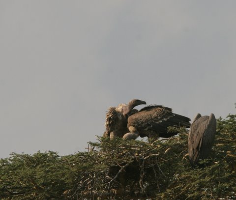 Ruppell's Griffon Vultures