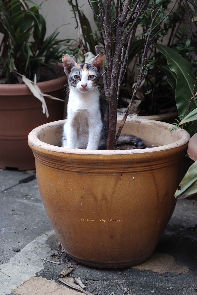 Potted cat