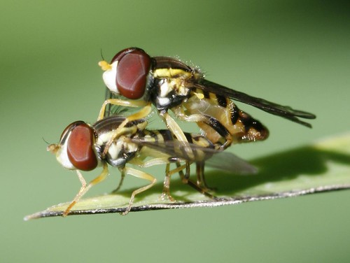 Mating flies- Flies having sex