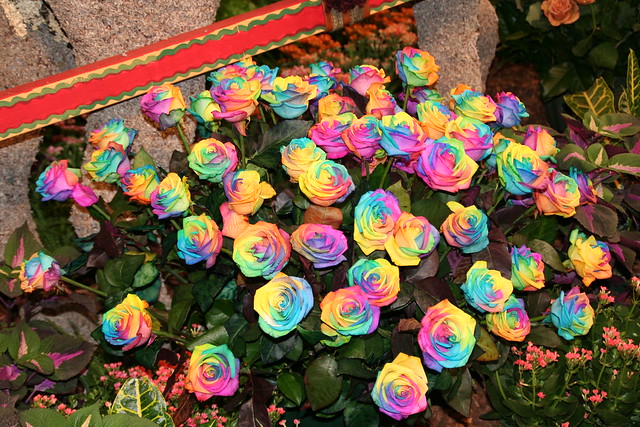 rainbow roses Rosas Arco Iris